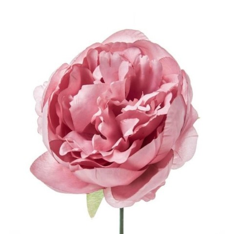PICK PEONIA COLORE ROSA CIPRIA H19 D11